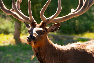 close up of male elk