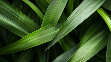 Obraz premium Lush green leaves create a natural tapestry in a serene garden setting