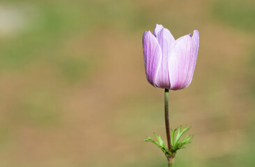 images of wild flowers. Photos of anemone flowers in various colors.