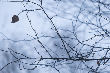 branches of a tree with a leaf