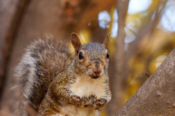 Autumn at Parco Sempione, Milan: a squirrel