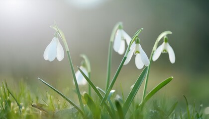 snowdrop spring flowers in the grass 