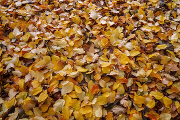 Autumn at Parco Sempione, Milan