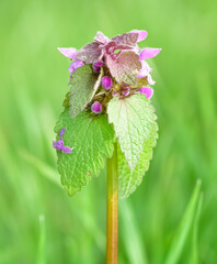 photos of wildflowers and wildflowers. dead nettle flower.