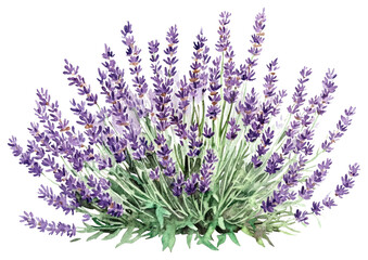 Naklejka premium PNG Lavender bushes lavender plant illustration.