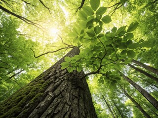 Fototapeta premium Captivating View of Tree Trunk with Lush Green Leaves Illuminated by Sunlight in a Vibrant Forest, Emphasizing Nature's Beauty and Sustainable Conservation Efforts