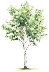 PNG Birch art illustration watercolor.
