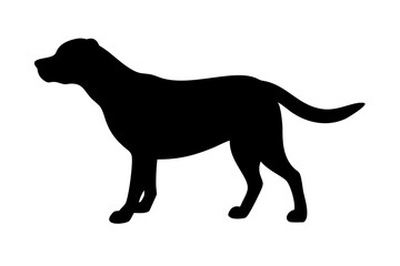 black dog isolated on white