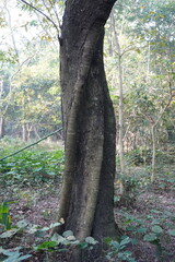 The tree trunk is twisted possibly a Quercus acuta
