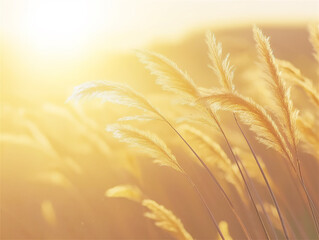 Golden wheat field illuminated by the warm sunlight during a tranquil summer evening, with rich textures and space for text, representing natural beauty and agriculture.