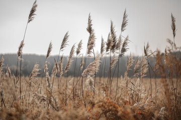 Fototapeta premium reeds and pampas grass in autumn