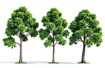 Obraz premium Collection Beautiful 3D Trees Isolated on white background , Use for visualization in architectural design or garden decorate