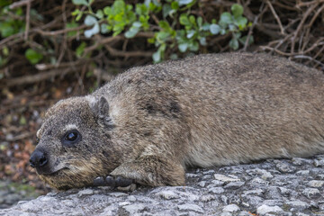 Close up portrait of cute rock hyrax lying on footpath, looking at camera. Procavia capensis. cape hyrax, Afrotheria animals. South Africa. Species Afroasiatic mammal. Small animal in natural habitat