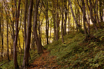 Fototapeta premium Vibrant fall scenery of the forest on the hills