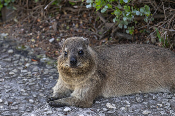 Smiling Rock hyrax lying on footpath and looking at camera. Procavia capensis. cape hyrax close up, Afrotheria animals. South Africa. Species Afroasiatic mammal. Cute little animal in natural habitat