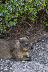 Rock hyrax resting on footpath in the shade of tree. Procavia capensis. cape hyrax, Afrotheria animals. South Africa. Species of Afroasiatic mammal. Cute little animal in natural habitat, wildlife 