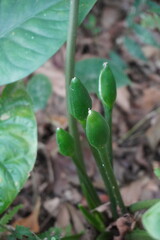The flower bud of taro plant in close up with a blurry background 