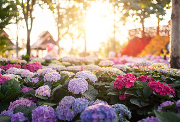 Hydrangea flowers in the garden with morning sunlight, stock photo