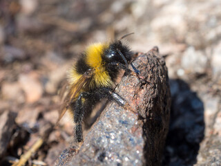 bumblebee in sunny day