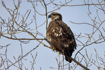 Young bald eagle (Haliaeetus leucocephalus) native American animal and American symbol 