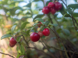lingonberry bush with red berries