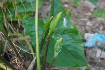 Typhonium flagelliforme, also known as rodent tuber or locally as cheng-mara