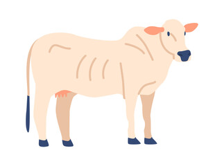 Charolais cow breed vector illustration
