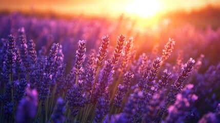 Naklejka premium Serene Lavender Fields at Colorful Sunset