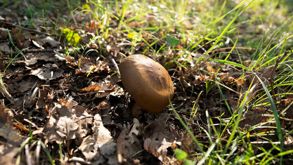 MUSHROOM IN THE WOODS, AMONG THE DRY LEAVES UNDER THE TREES