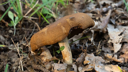 MUSHROOM IN THE WOODS, AMONG THE DRY LEAVES UNDER THE TREES 6