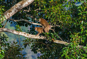 Mating of monkeys on the forest and tree in Thailand.