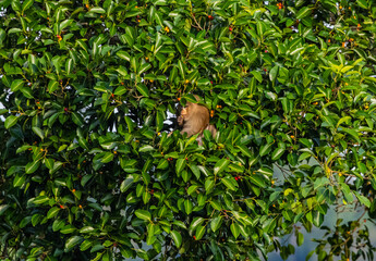 monkey is the eat fruits tree forest