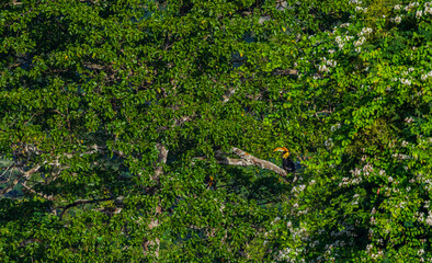 Beautiful Great hornbill ,Big bird in nature