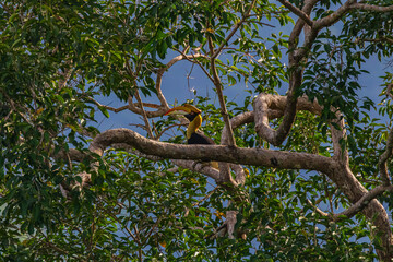 Beautiful Great hornbill ,Big bird in nature