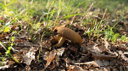 MUSHROOM IN THE WOODS, AMONG THE DRY LEAVES UNDER THE TREES 3
