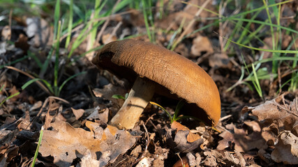MUSHROOM IN THE WOODS, AMONG THE DRY LEAVES UNDER THE TREES 11