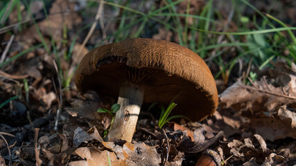 MUSHROOM IN THE WOODS, AMONG THE DRY LEAVES UNDER THE TREES 12
