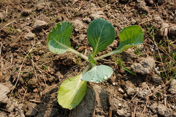A young cabbage plant in close up on the agricultural field 