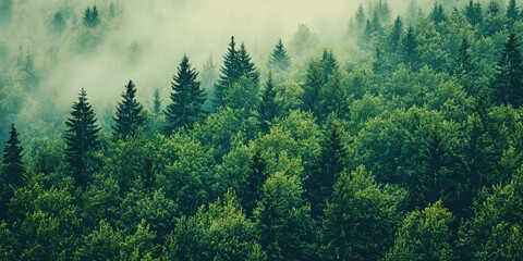 Fototapeta premium Exploring the intricate ecosystem of a dense forest from above