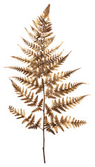 Naklejka premium PNG Watercolor of a dark academia fern plant.