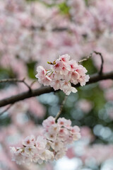 Fototapeta premium Close-up of a pink cherry blossom in full bloom, photographed in Shanghai, China