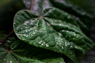 rain drops on a leaf