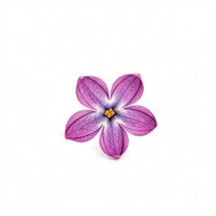 pink flower on white background