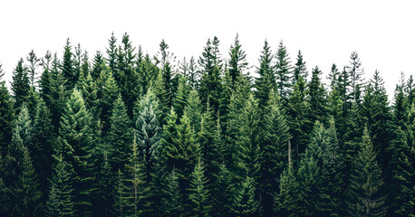 Fototapeta premium PNG Lush evergreen forest against sky