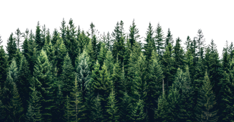 PNG Lush evergreen forest against sky
