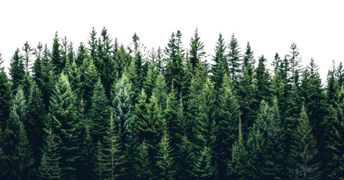 PNG Lush evergreen forest against sky