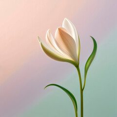 Fototapeta premium lily flower minimalist composition