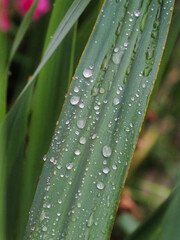 Close-Up of Water Drops on Green Leaf in Nature