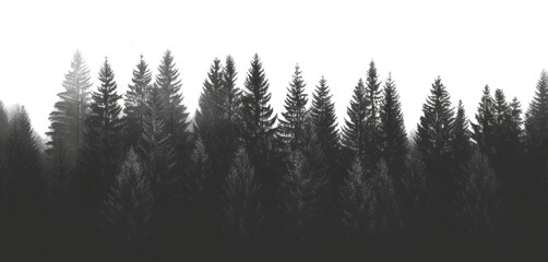 PNG Misty forest silhouette, serene nature