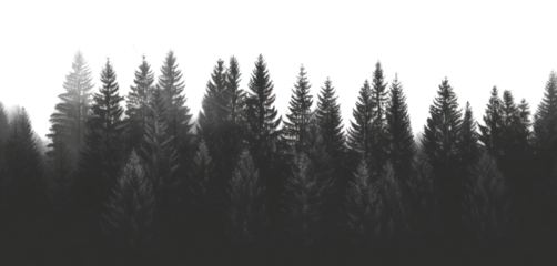 PNG Misty forest silhouette, serene nature